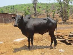 Konkan Kapila